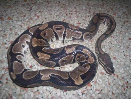 mon serpent